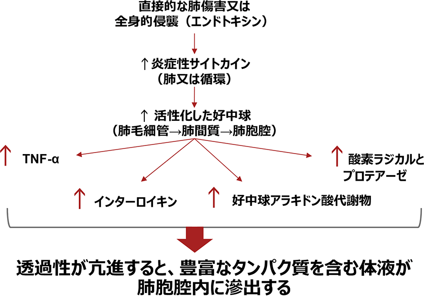 ARDSにおける事象発現の順序図（仮）