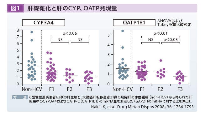 図1 肝線維化と肝のCYP、OATP発現量