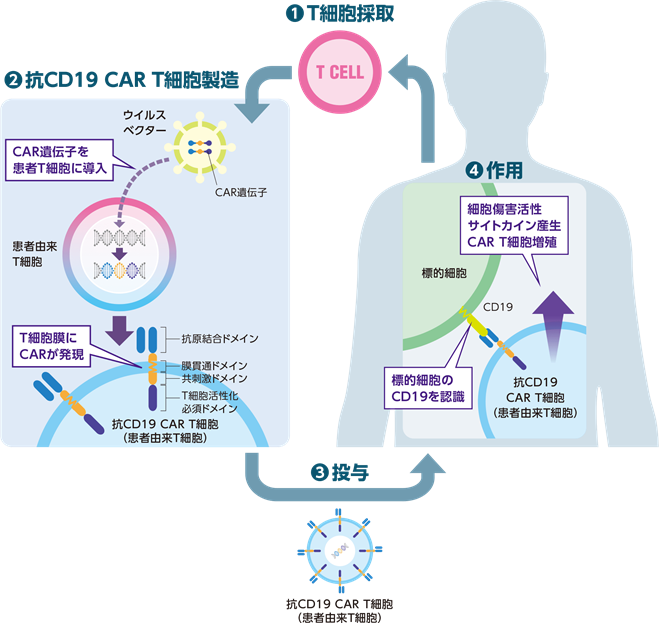 イエスカルタ作用機序イメージ図