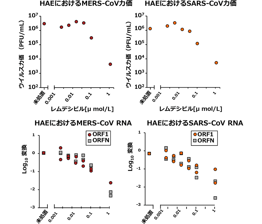 MERS-CoV及びSARS-CoVに対するレムデシビルの抗ウイルス活性(in vitro)
