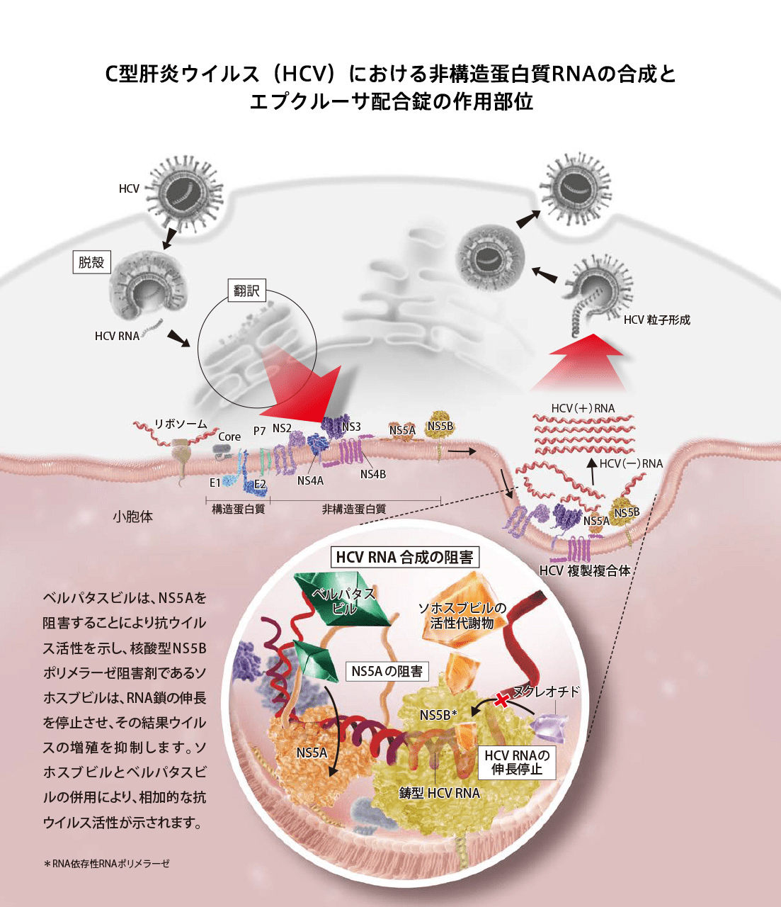 C型肝炎ウイルスにおける非構造蛋白質RNAの合成とエプクルーサ配合錠の作用部位