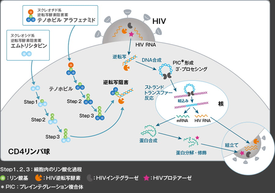 デシコビとは　テノホビル アラフェナミド