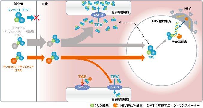 TAF投与時の腎尿細管細胞への影響