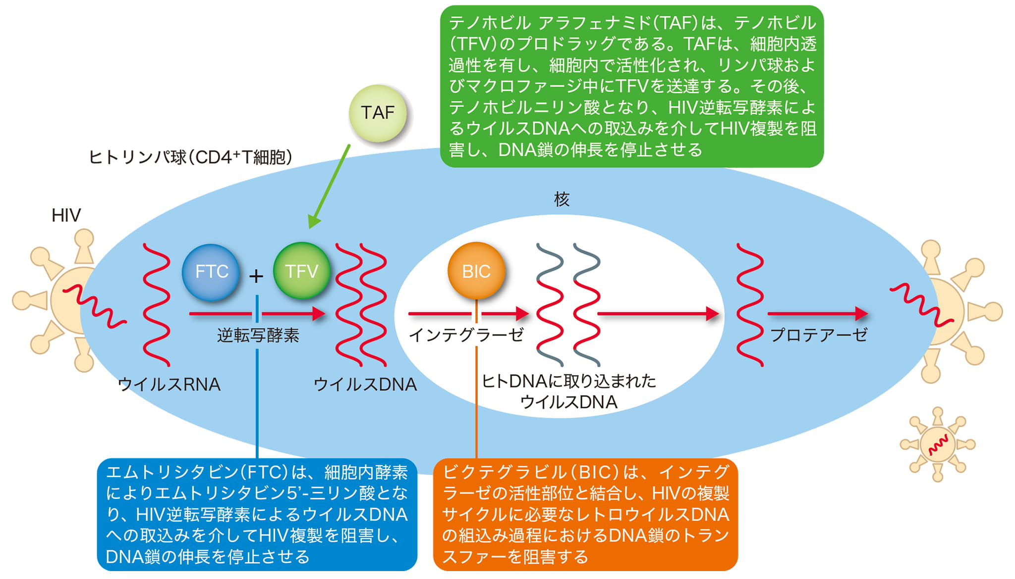 ビクタルビ配合錠 作用機序 Gilead Hiv Medical