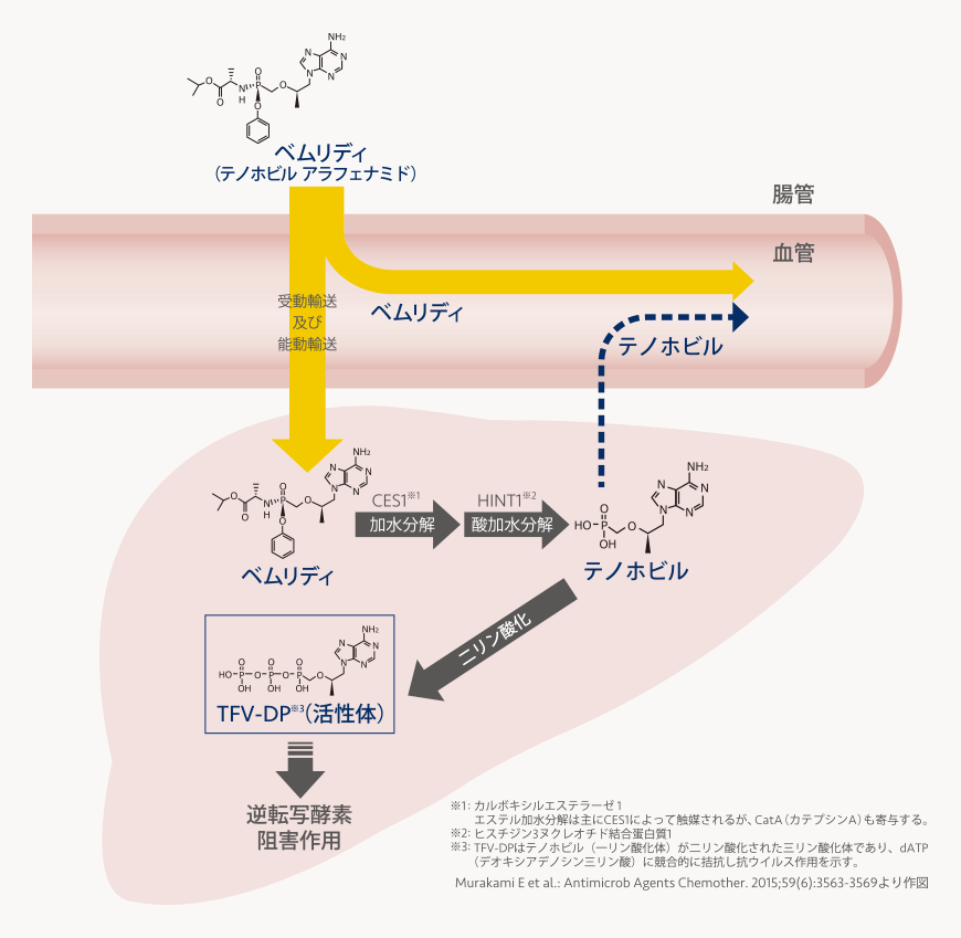 ベムリディの体内動態の模式図