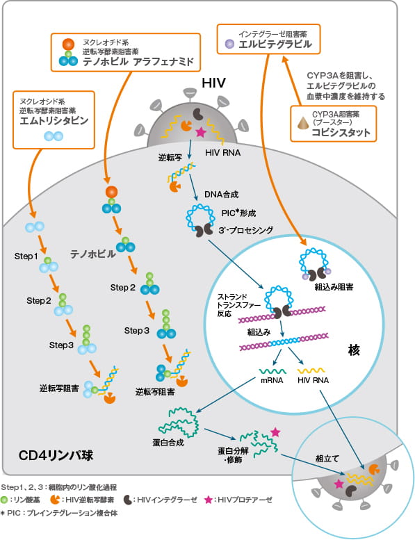 ゲンボイヤとは テノホビル アラフェナミド
